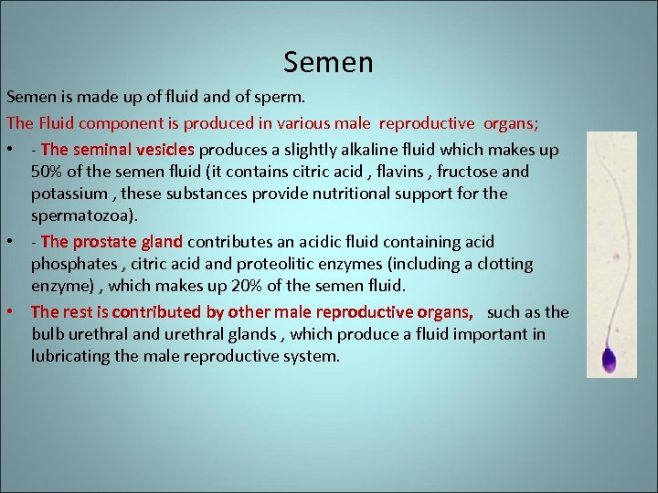 Semen is made up of fluid and of sperm. The Fluid component is produced