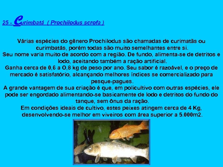 25 - Curimbatá ( Prochilodus scrofa ) Várias espécies do gênero Prochilodus são chamadas