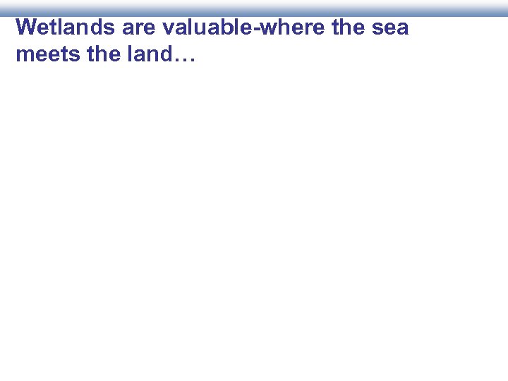 Wetlands are valuable-where the sea meets the land… 