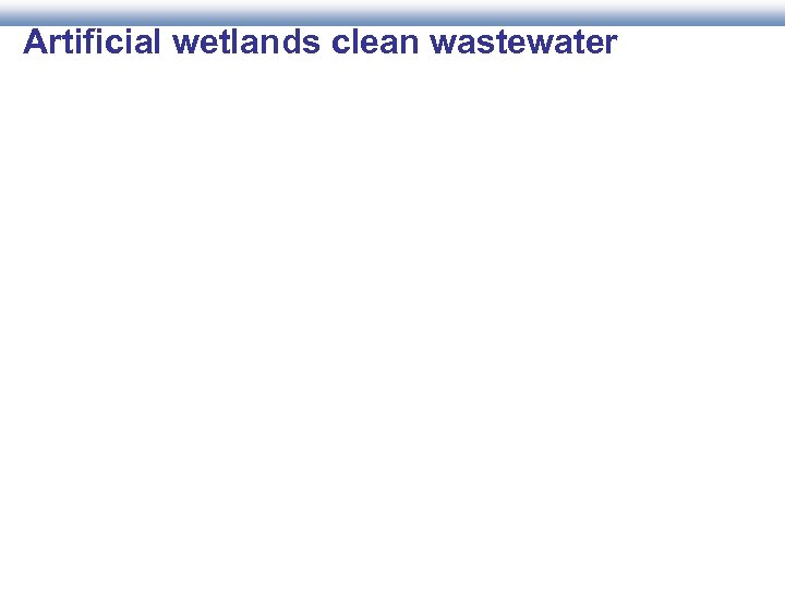 Artificial wetlands clean wastewater 