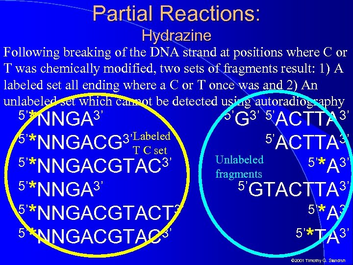 Partial Reactions: Hydrazine Following breaking of the DNA strand at positions where C or