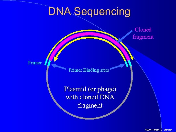 DNA Sequencing Cloned fragment Primer Binding sites Plasmid (or phage) with cloned DNA fragment