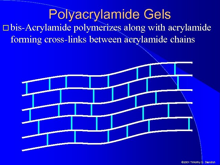 Polyacrylamide Gels bis-Acrylamide polymerizes along with acrylamide forming cross-links between acrylamide chains © 2001
