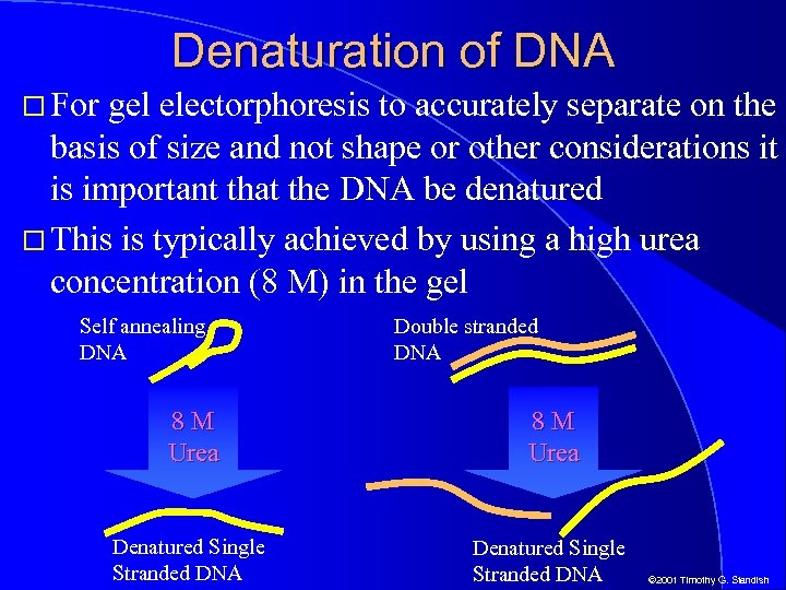 Denaturation of DNA For gel electorphoresis to accurately separate on the basis of size