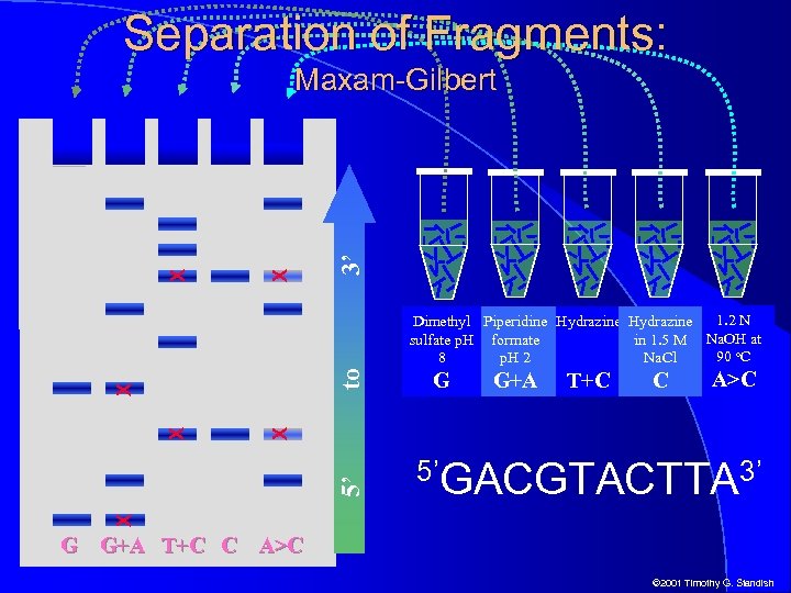 Separation of Fragments: 3’ X X Maxam-Gilbert G G+A T+C C A>C 5’GACGTACTTA 3’