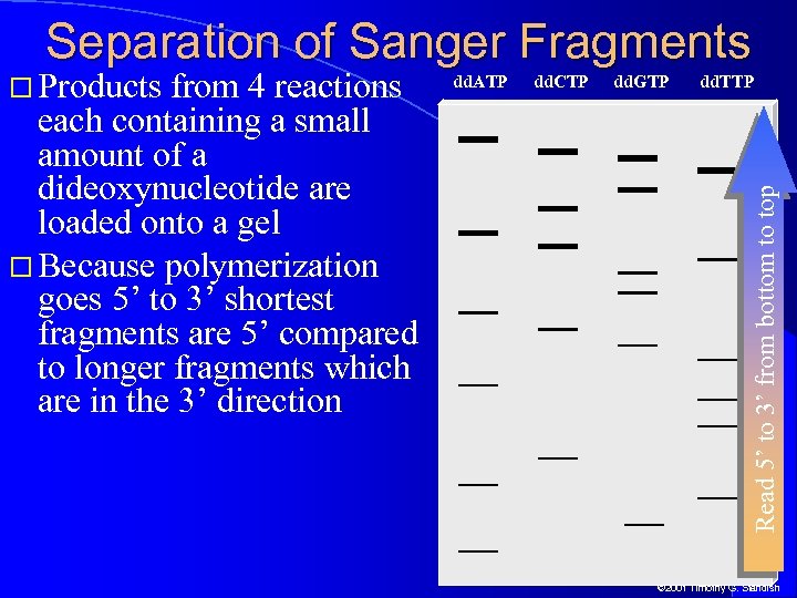 Separation of Sanger Fragments from 4 reactions each containing a small amount of a