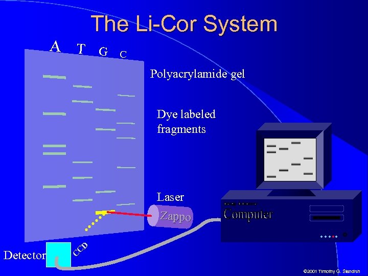 A T The Li-Cor System G C Polyacrylamide gel Dye labeled fragments Laser Zappo