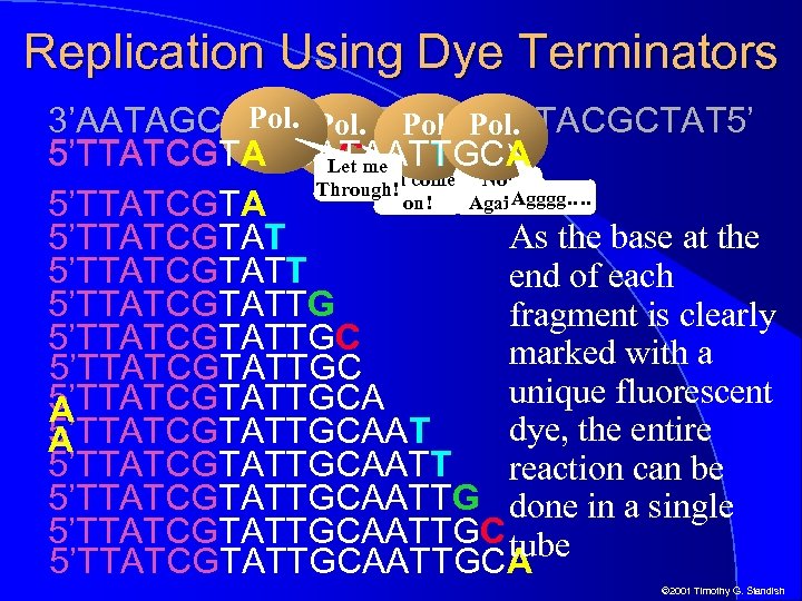 Replication Using Dye Terminators Pol. 3’AATAGCATAACGTTACGCTAT 5’ 5’TTATCGTACCATAATTGCA 5’TTATCGTACCATAATT 5’TTATCGTACCACme 5’TTATCGTA Let Oh come