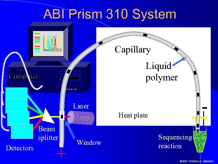 ABI Prism 310 System ATTGC A Capillary Liquid polymer …. . - Laser Zappo