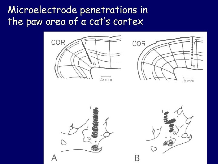Microelectrode penetrations in the paw area of a cat’s cortex 