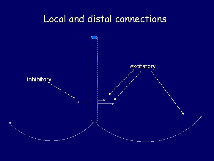 Local and distal connections excitatory inhibitory 