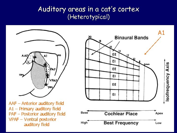 Auditory areas in a cat’s cortex (Heterotypical) A 1 AAF – Anterior auditory field
