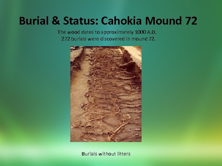 Burial & Status: Cahokia Mound 72 The wood dates to approximately 1000 A. D.