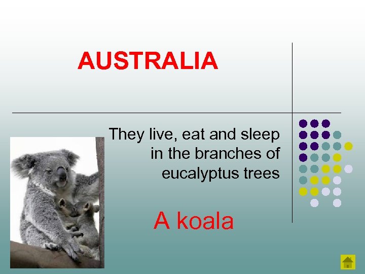 AUSTRALIA They live, eat and sleep in the branches of eucalyptus trees A koala