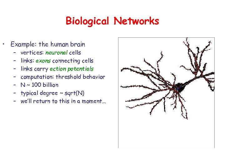 Biological Networks • Example: the human brain – – – – vertices: neuronal cells