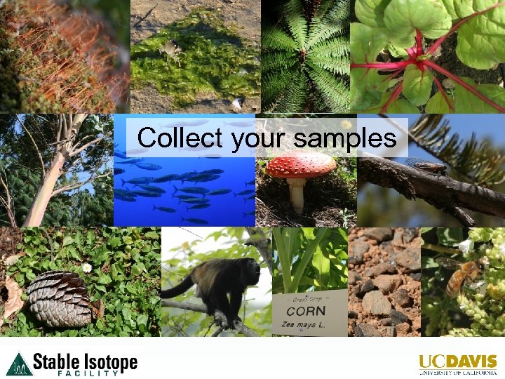 Collect your samples 