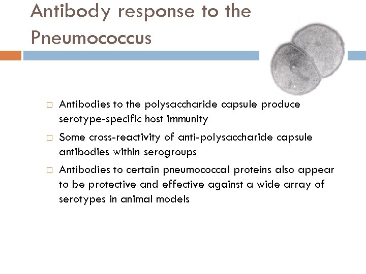 Antibody response to the Pneumococcus Antibodies to the polysaccharide capsule produce serotype-specific host immunity