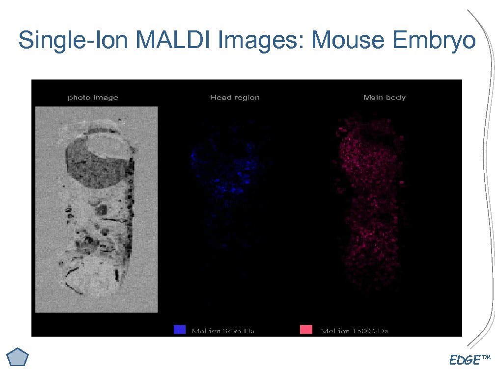 Single-Ion MALDI Images: Mouse Embryo EDGE™ 