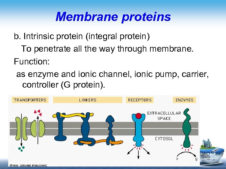 Membrane proteins b. Intrinsic protein (integral protein) To penetrate all the way through membrane.
