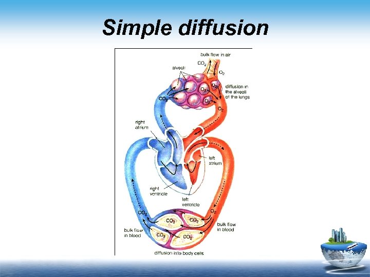 Simple diffusion 