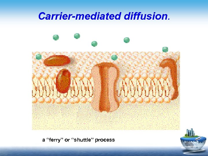 Carrier-mediated diffusion. a “ferry” or “shuttle” process 