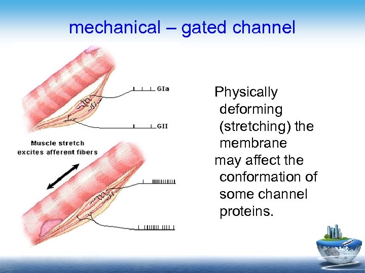 mechanical – gated channel Voltagegated channel Physically deforming (stretching) the membrane may affect the