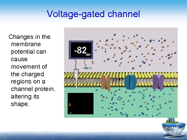 Voltage-gated channel Changes in the membrane potential can cause movement of the charged regions