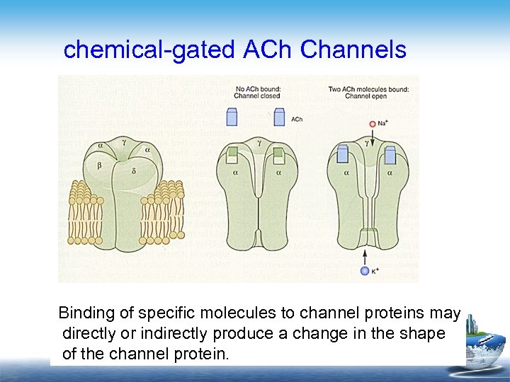 chemical-gated ACh Channels Binding of specific molecules to channel proteins may directly or indirectly