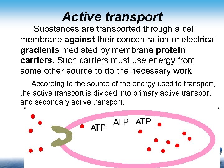 Active transport Substances are transported through a cell membrane against their concentration or electrical