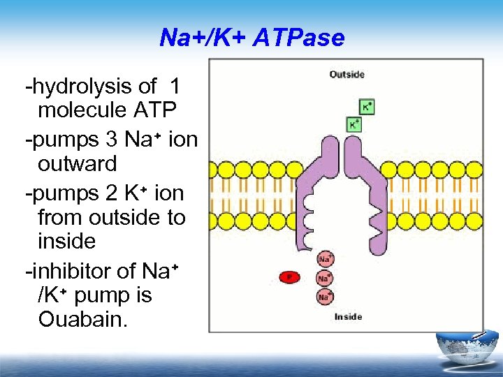 Na+/K+ ATPase -hydrolysis of 1 molecule ATP -pumps 3 Na+ ion outward -pumps 2