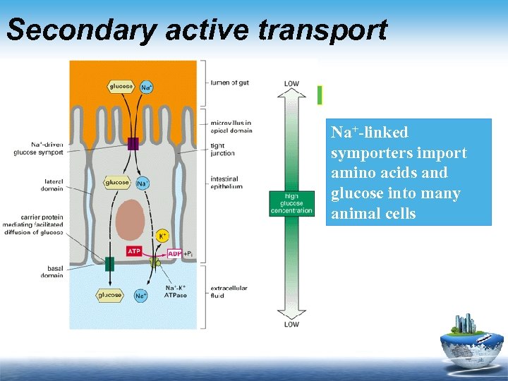 Secondary active transport Na+-linked symporters import amino acids and glucose into many animal cells