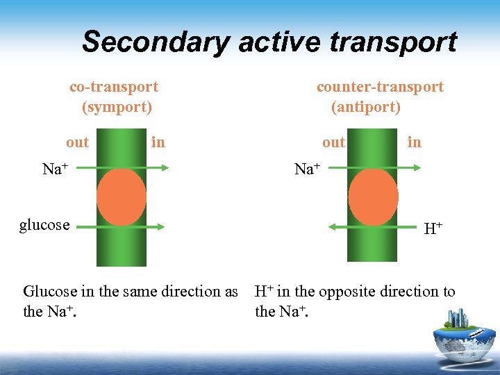 Secondary active transport co-transport (symport) out Na+ glucose counter-transport (antiport) in out in Na+