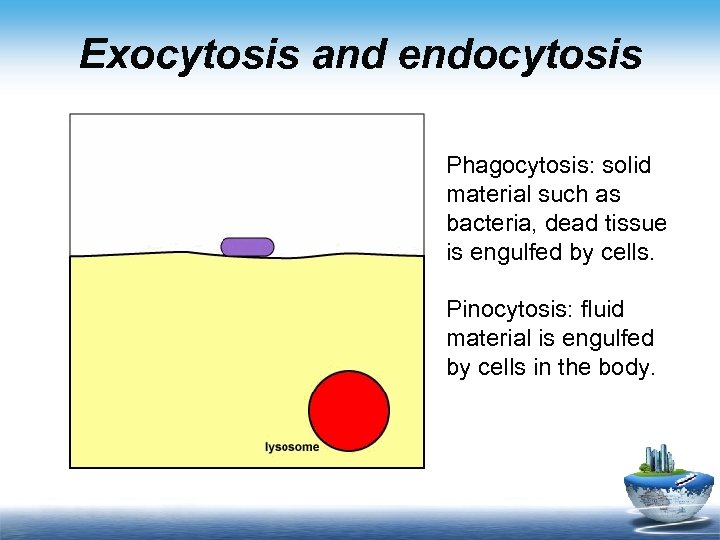 Exocytosis and endocytosis Phagocytosis: solid material such as bacteria, dead tissue is engulfed by