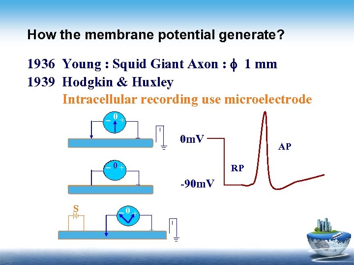 How the membrane potential generate? 1936 Young : Squid Giant Axon : 1 mm