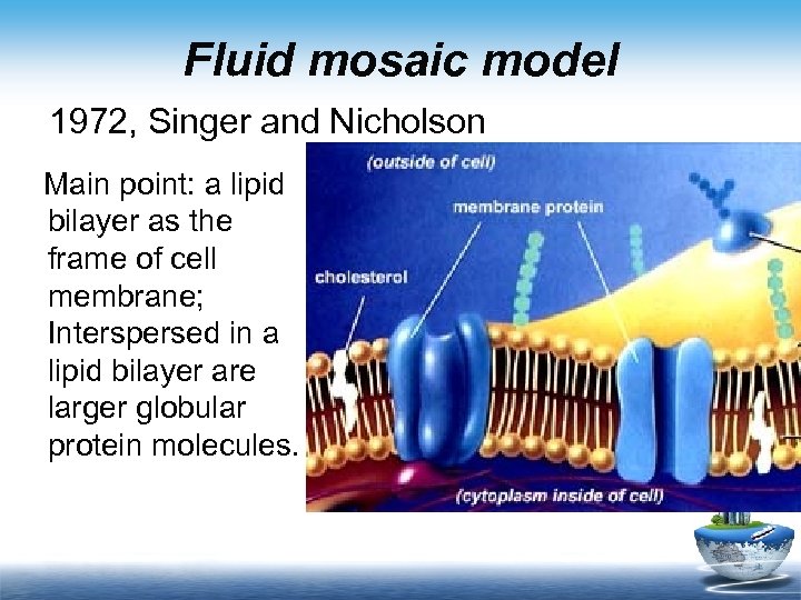 Fluid mosaic model 1972, Singer and Nicholson Main point: a lipid bilayer as the