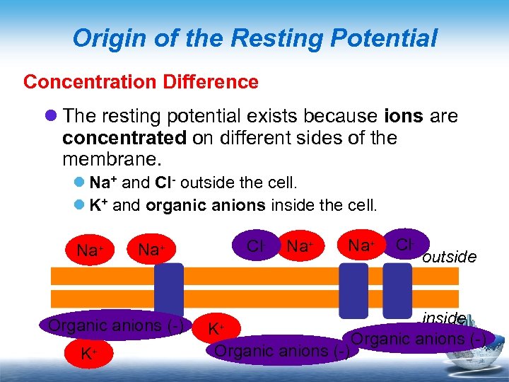 Origin of the Resting Potential Concentration Difference l The resting potential exists because ions