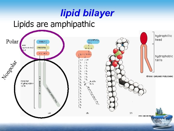 lipid bilayer Lipids are amphipathic No np ola r Polar 