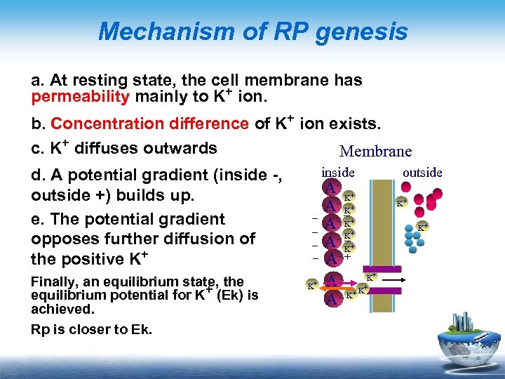 Mechanism of RP genesis a. At resting state, the cell membrane has permeability mainly