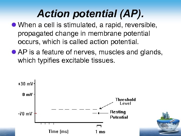 Action potential (AP). l When a cell is stimulated, a rapid, reversible, propagated change