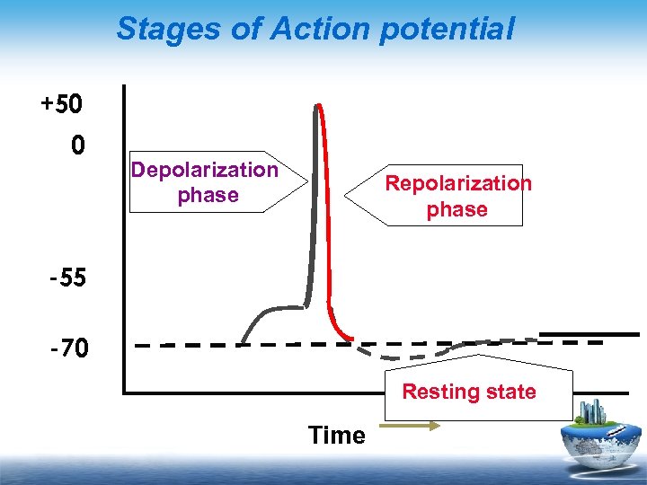 Stages of Action potential +50 0 Depolarization phase Repolarization phase -55 -70 Resting state
