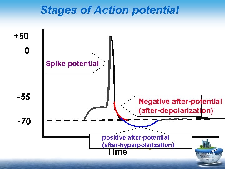 Stages of Action potential +50 0 Spike potential -55 Negative after-potential (after-depolarization) -70 positive