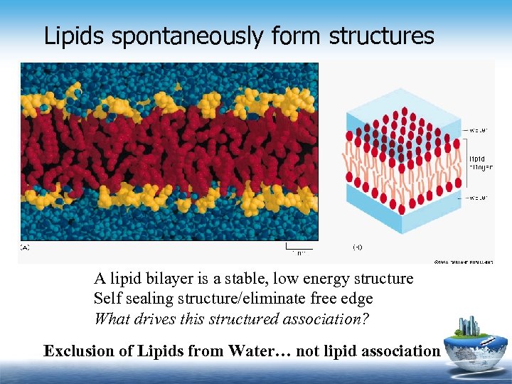 Lipids spontaneously form structures A lipid bilayer is a stable, low energy structure Self