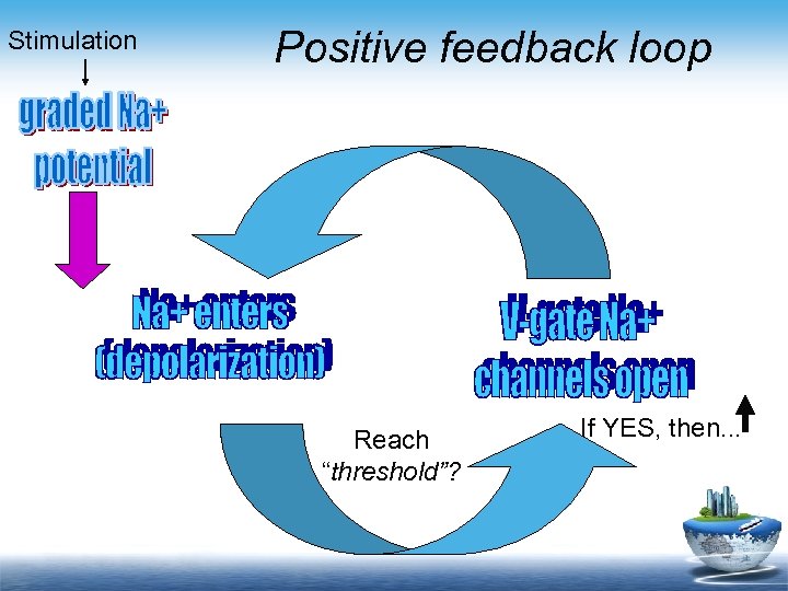 Stimulation Positive feedback loop Reach “threshold”? If YES, then. . . 