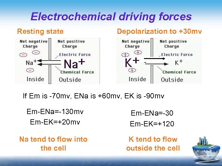 Electrochemical driving forces Resting state Depolarization to +30 mv If Em is -70 mv,