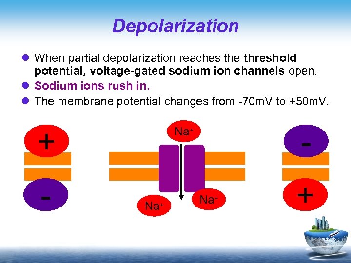 Depolarization l When partial depolarization reaches the threshold potential, voltage-gated sodium ion channels open.