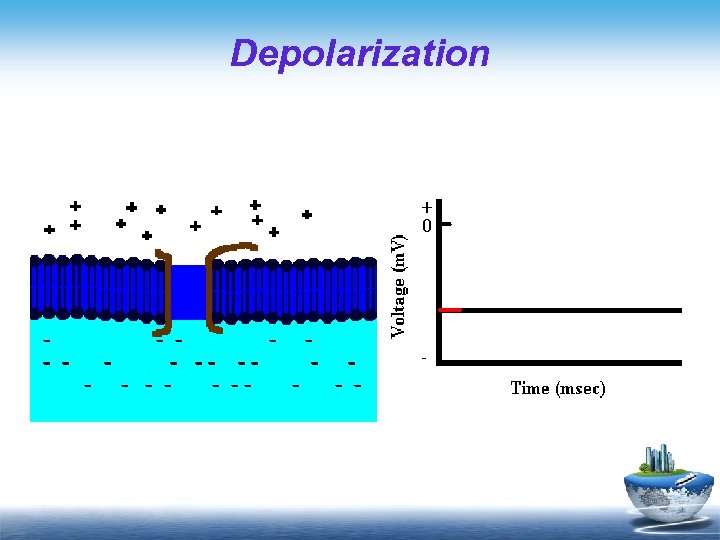 Depolarization 