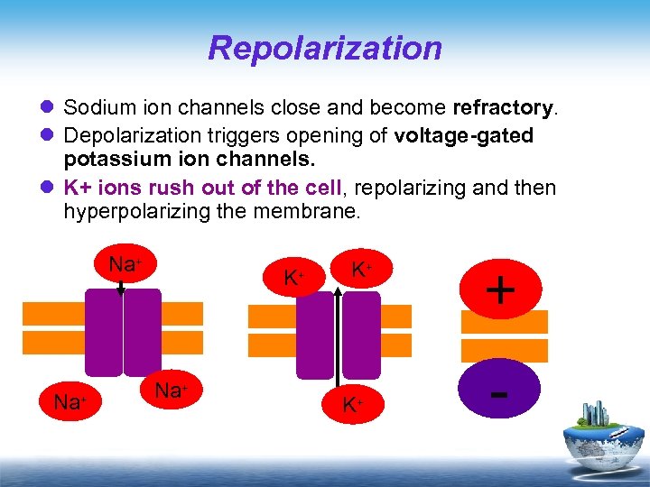 Repolarization l Sodium ion channels close and become refractory. l Depolarization triggers opening of