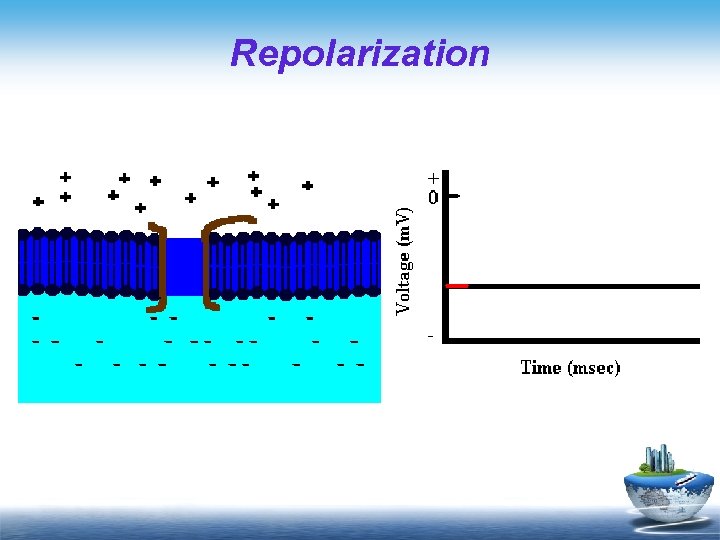 Repolarization 