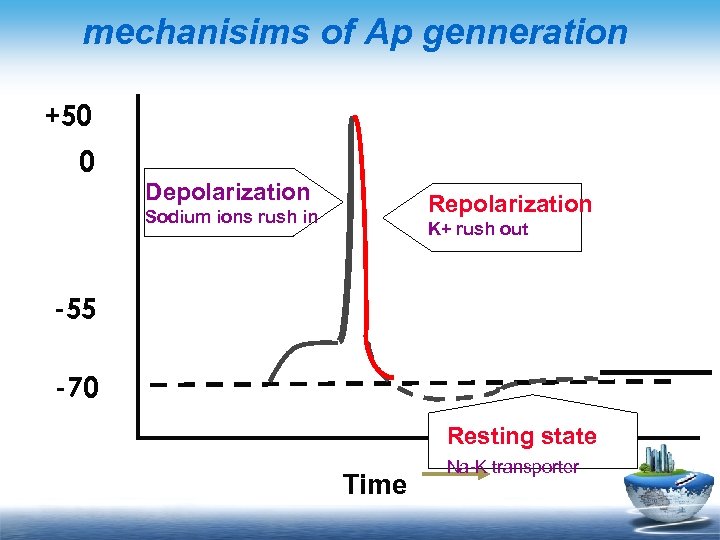 mechanisims of Ap genneration +50 0 Depolarization Repolarization Sodium ions rush in K+ rush