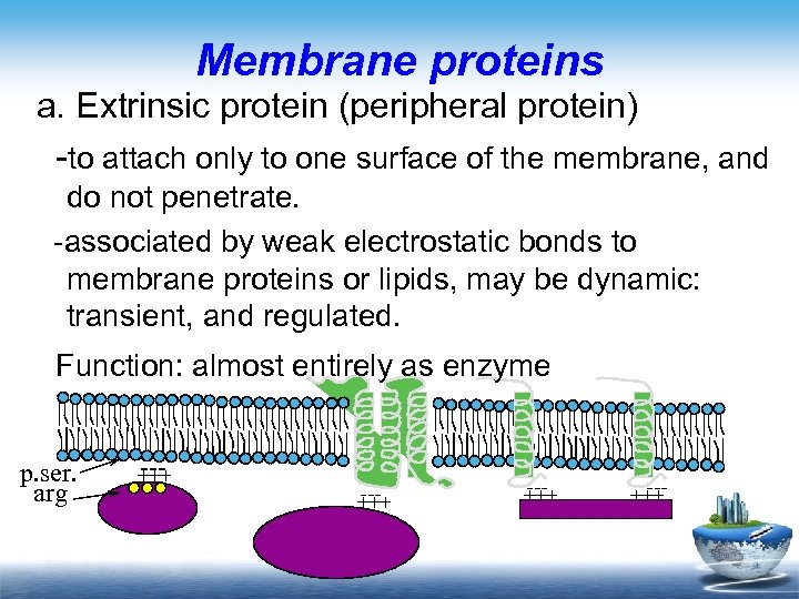 Membrane proteins a. Extrinsic protein (peripheral protein) -to attach only to one surface of